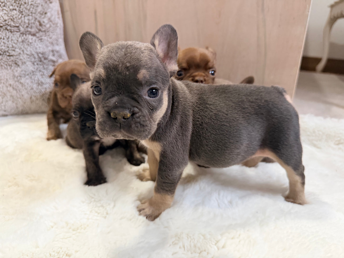 Blue and Tan Female French Bulldog Puppy Available