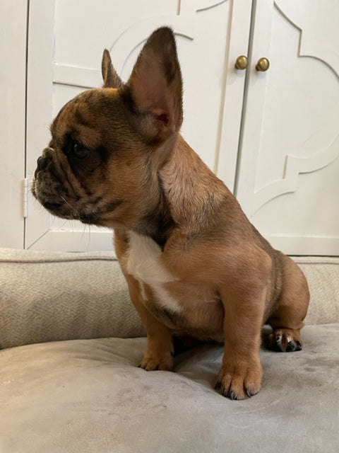 Red Chocolate Merle Female French Bulldog