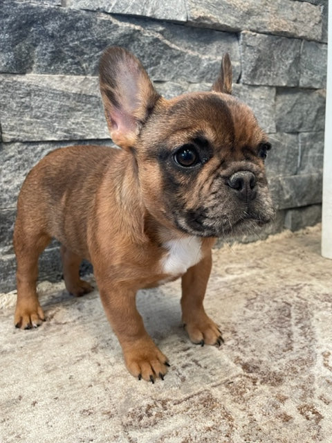Red Chocolate Merle Female French Bulldog