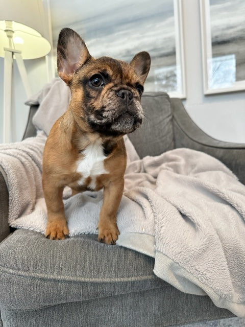Red Chocolate Merle Female French Bulldog