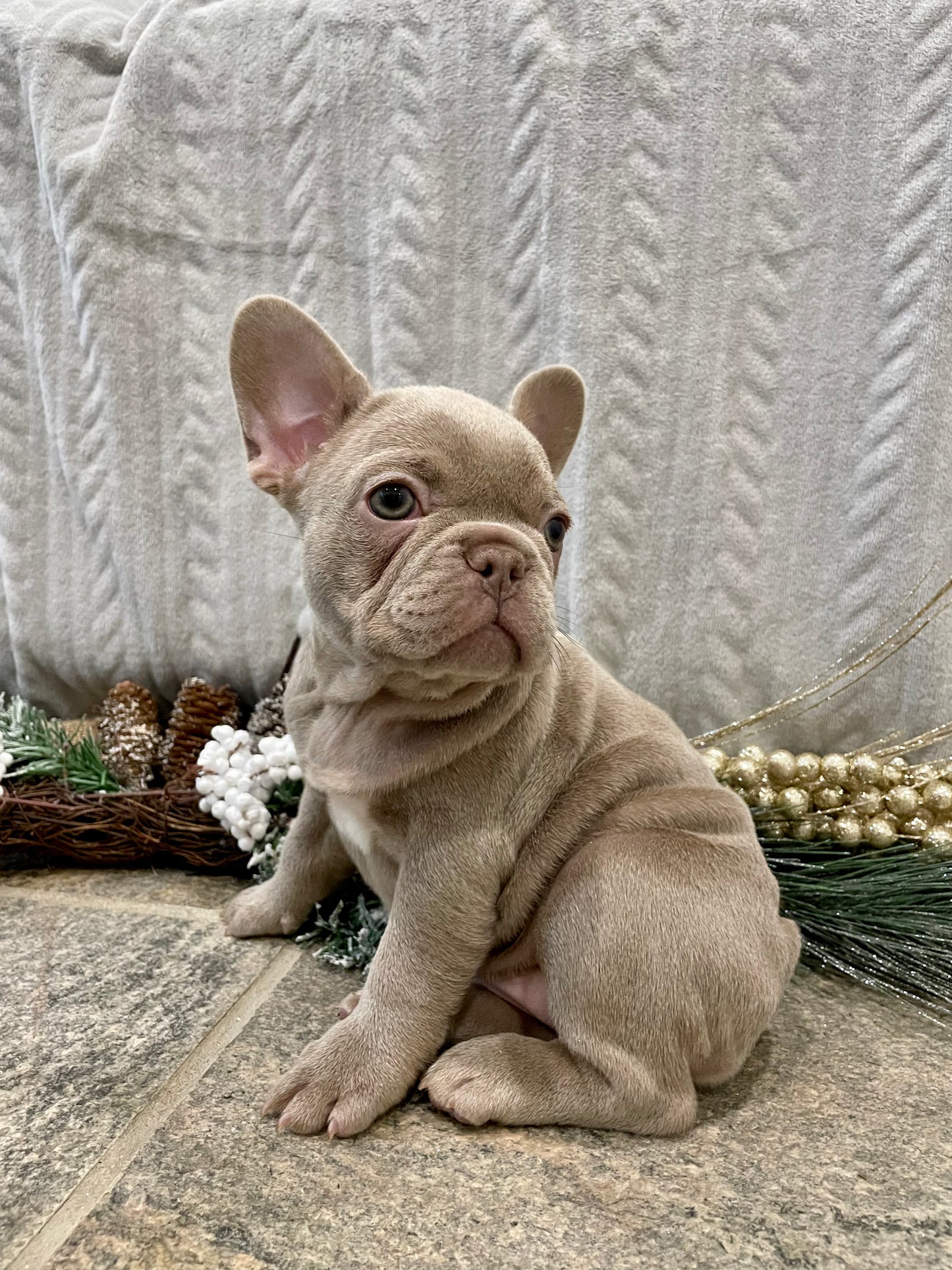Isabella French Bulldog Female Available