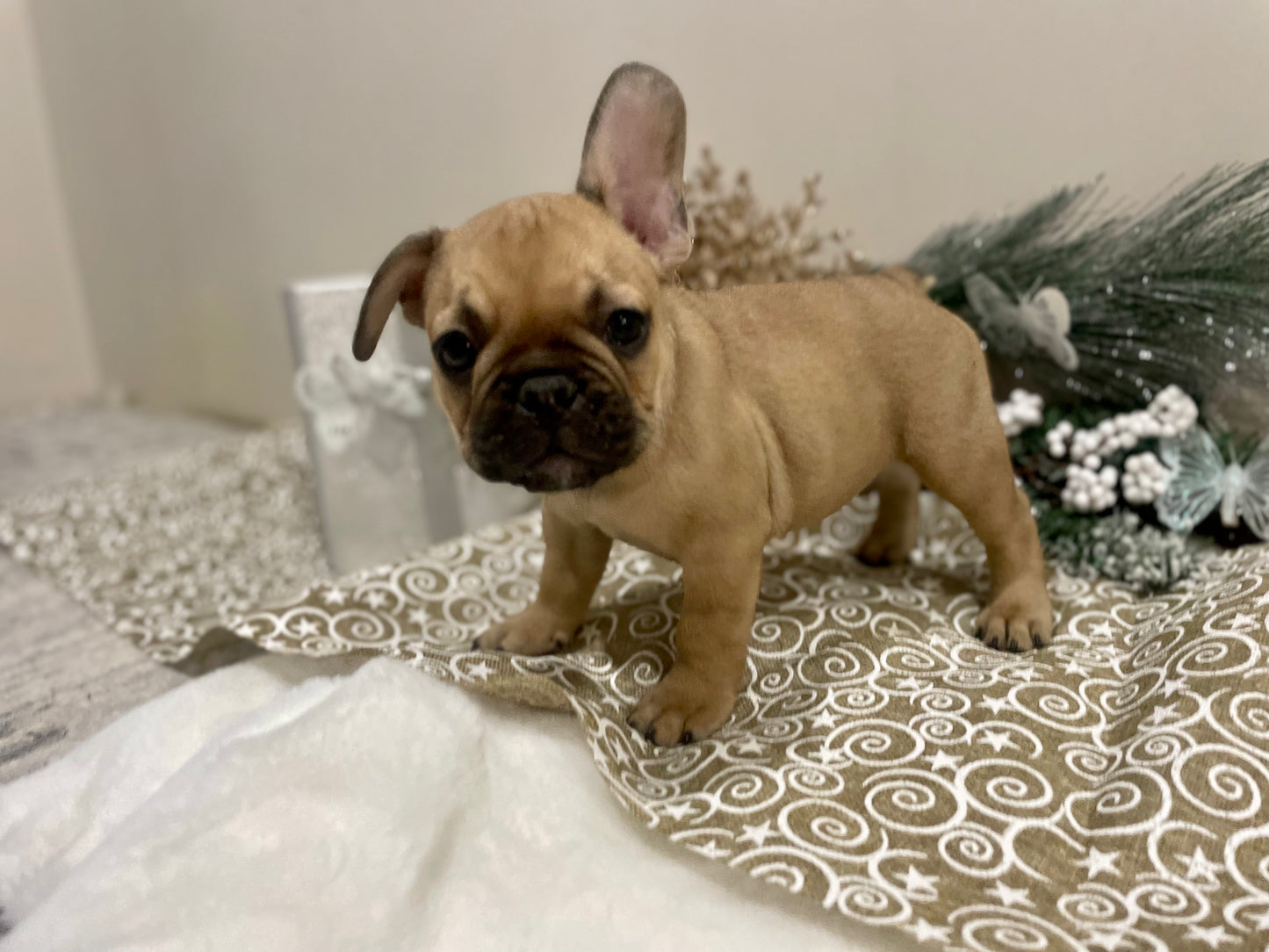 Jack - Fawn Male French Bulldog
