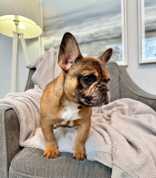 Red Chocolate Merle Female French Bulldog