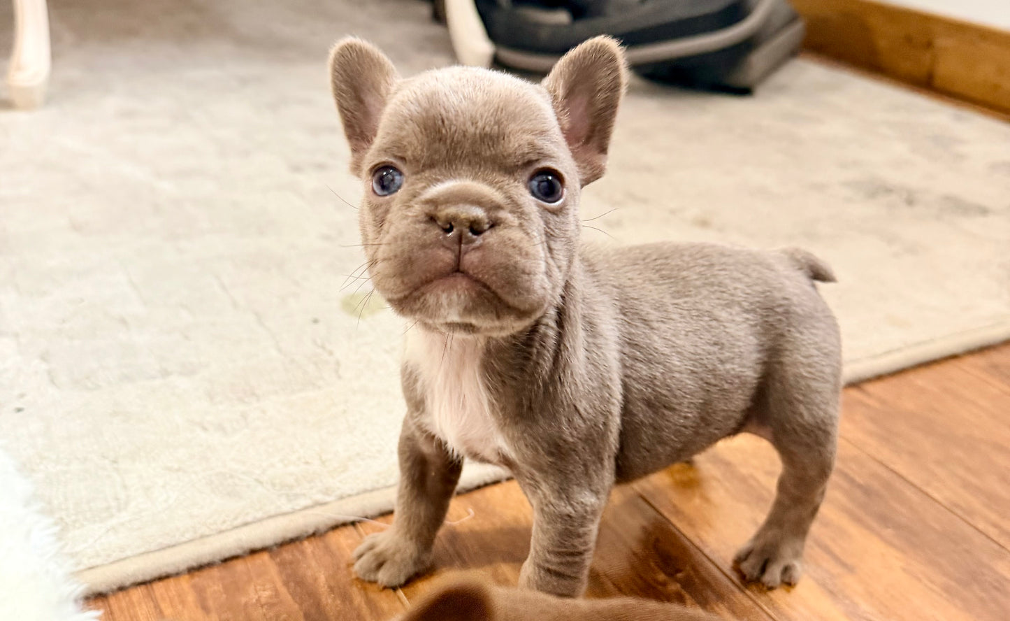 Isabella Female French Bulldog