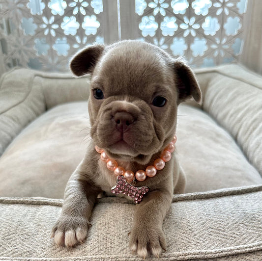 Isabella French Bulldog Female Available