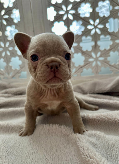 Isabella French Bulldog Female Available