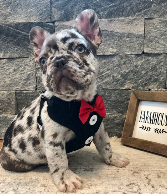 Male French Bulldog Puppy - OREO