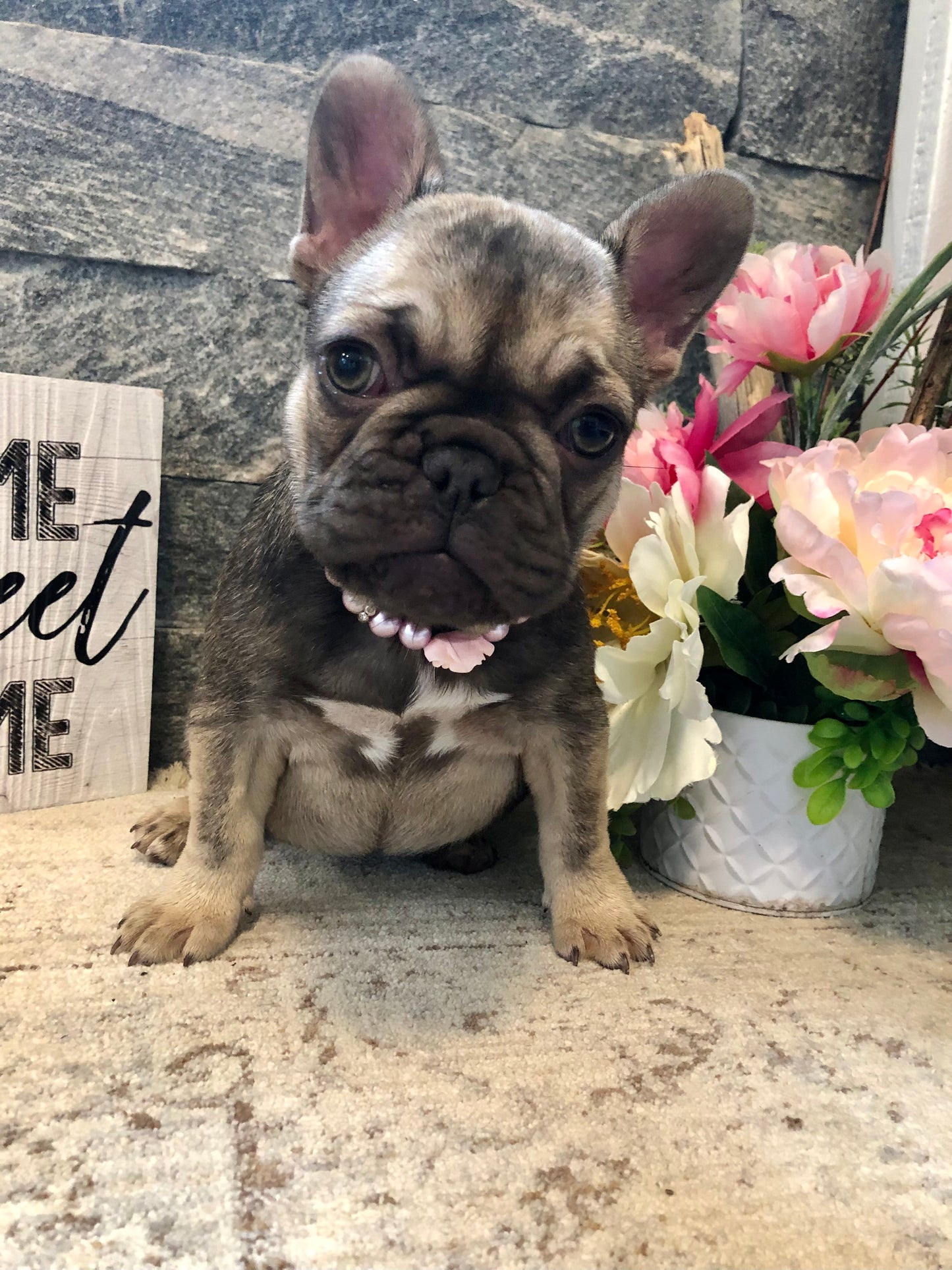 Female French Bulldog Puppy - SNICKERS