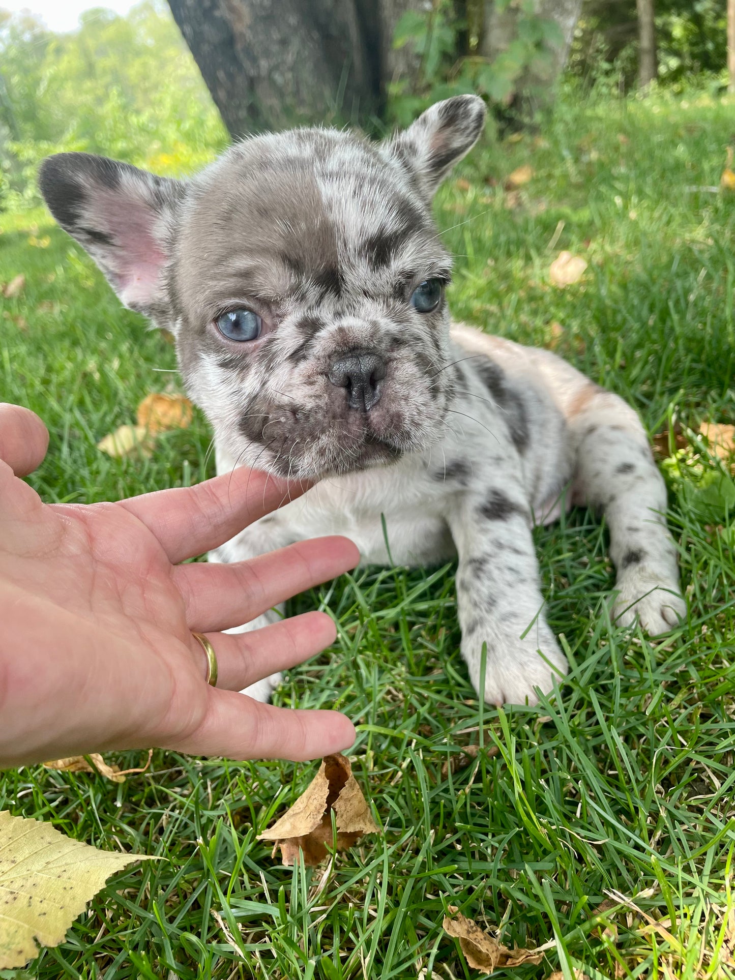 Male French Bulldog Puppy - OREO