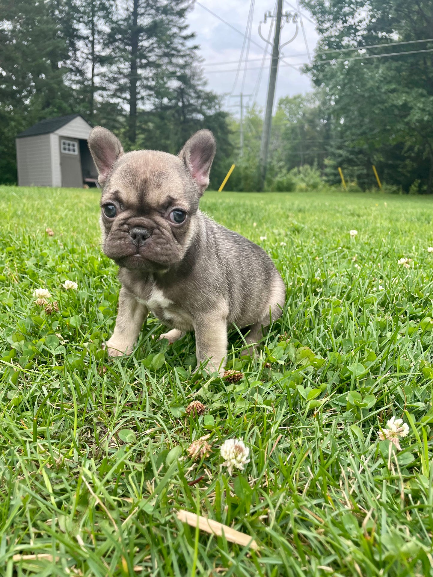 Female French Bulldog Puppy - SNICKERS