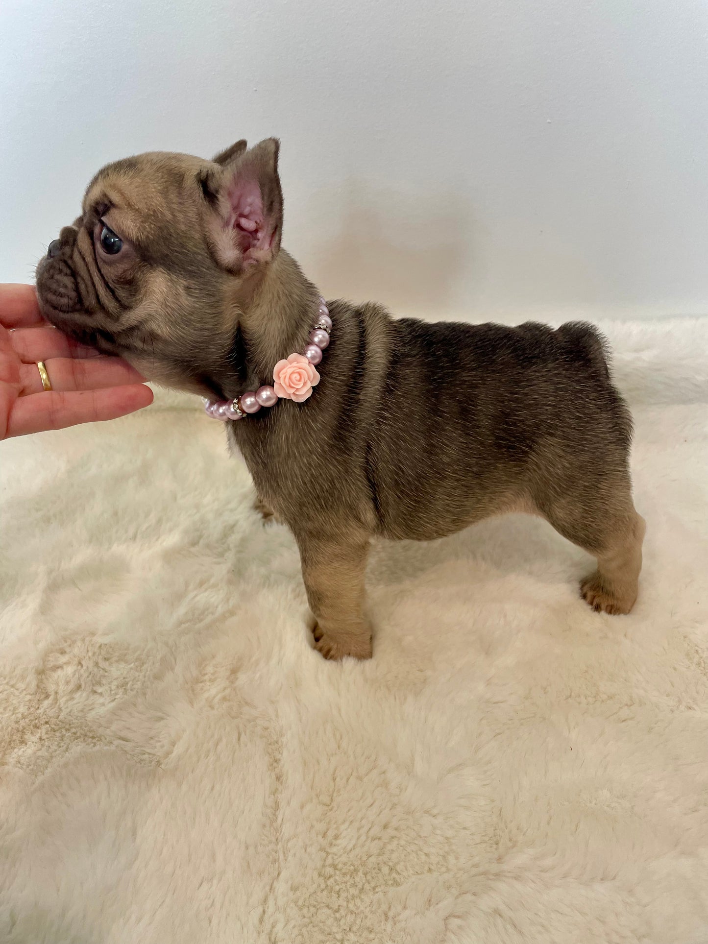 Female French Bulldog Puppy - SNICKERS