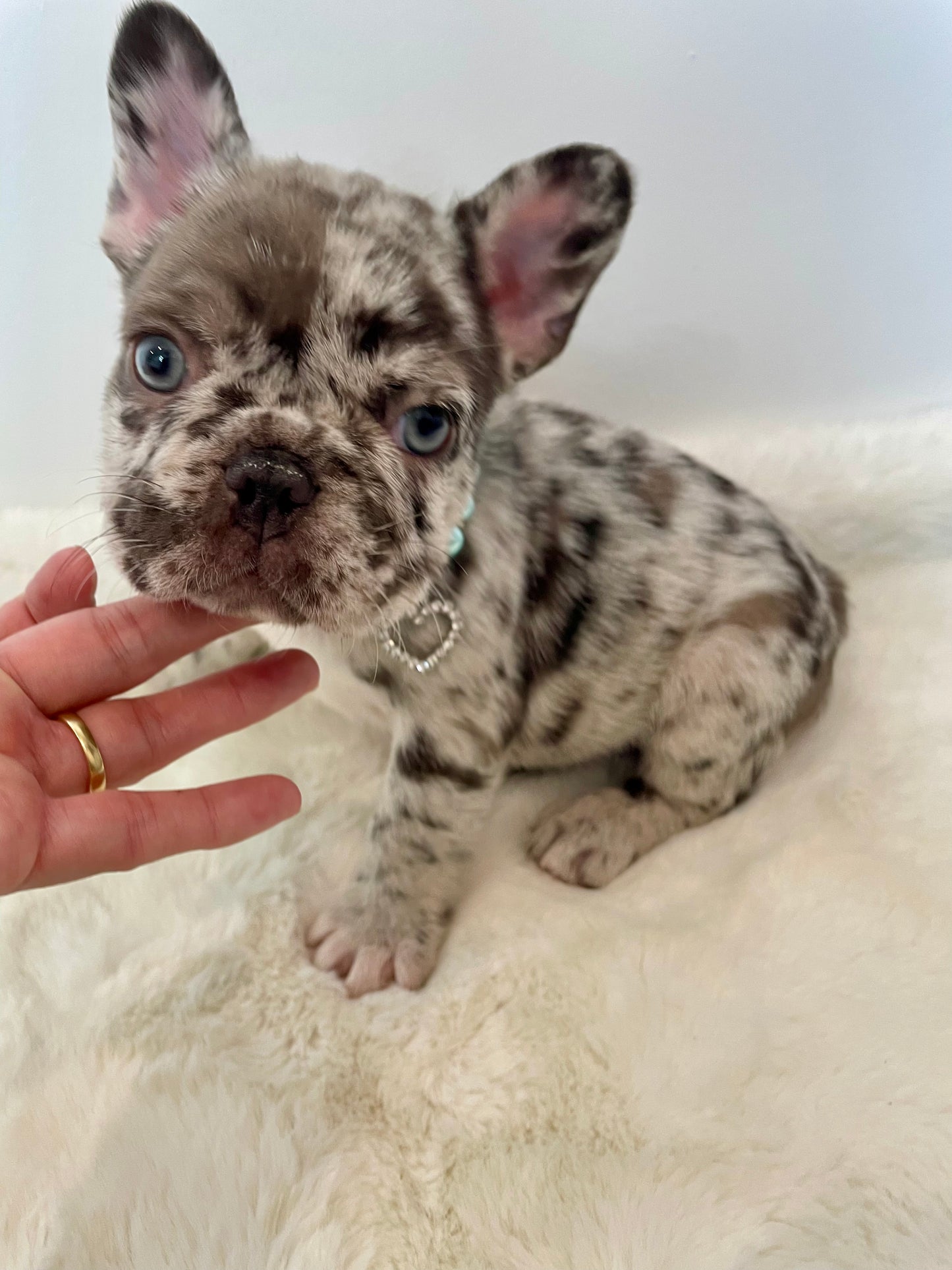 Male French Bulldog Puppy - OREO