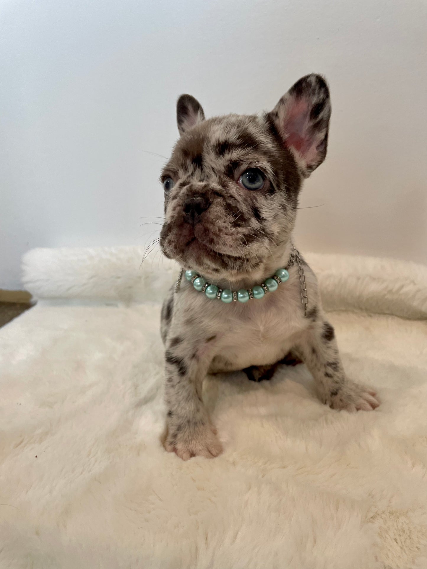 Male French Bulldog Puppy - OREO