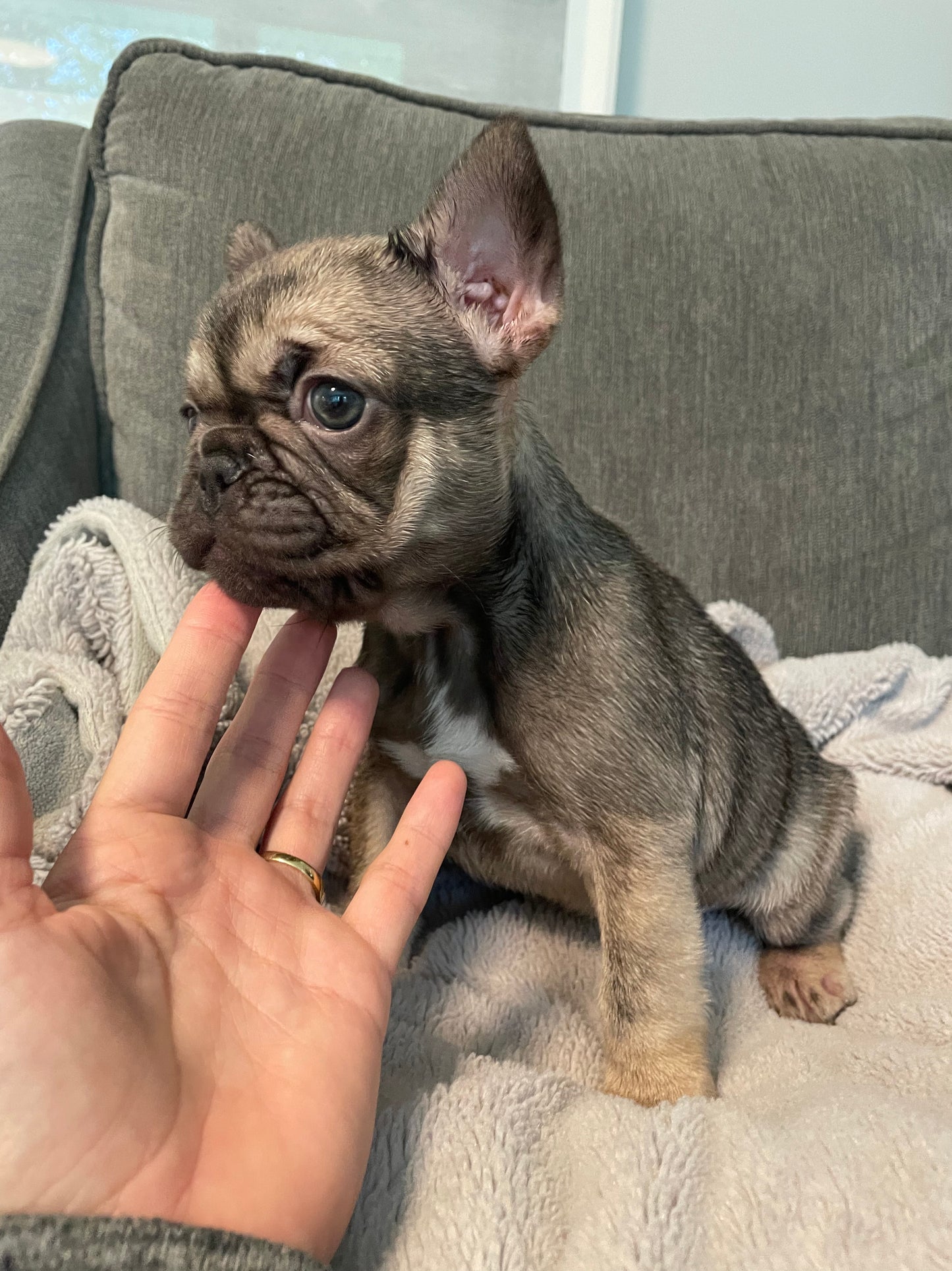 Female French Bulldog Puppy - SNICKERS