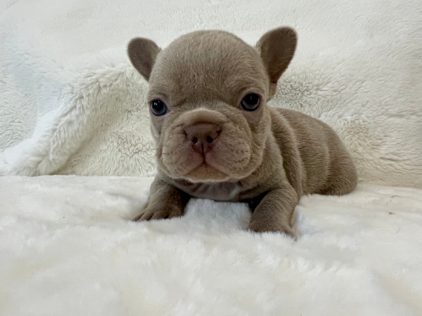 Isabella French Bulldog Female Available