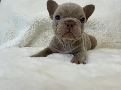 Isabella French Bulldog Female Available