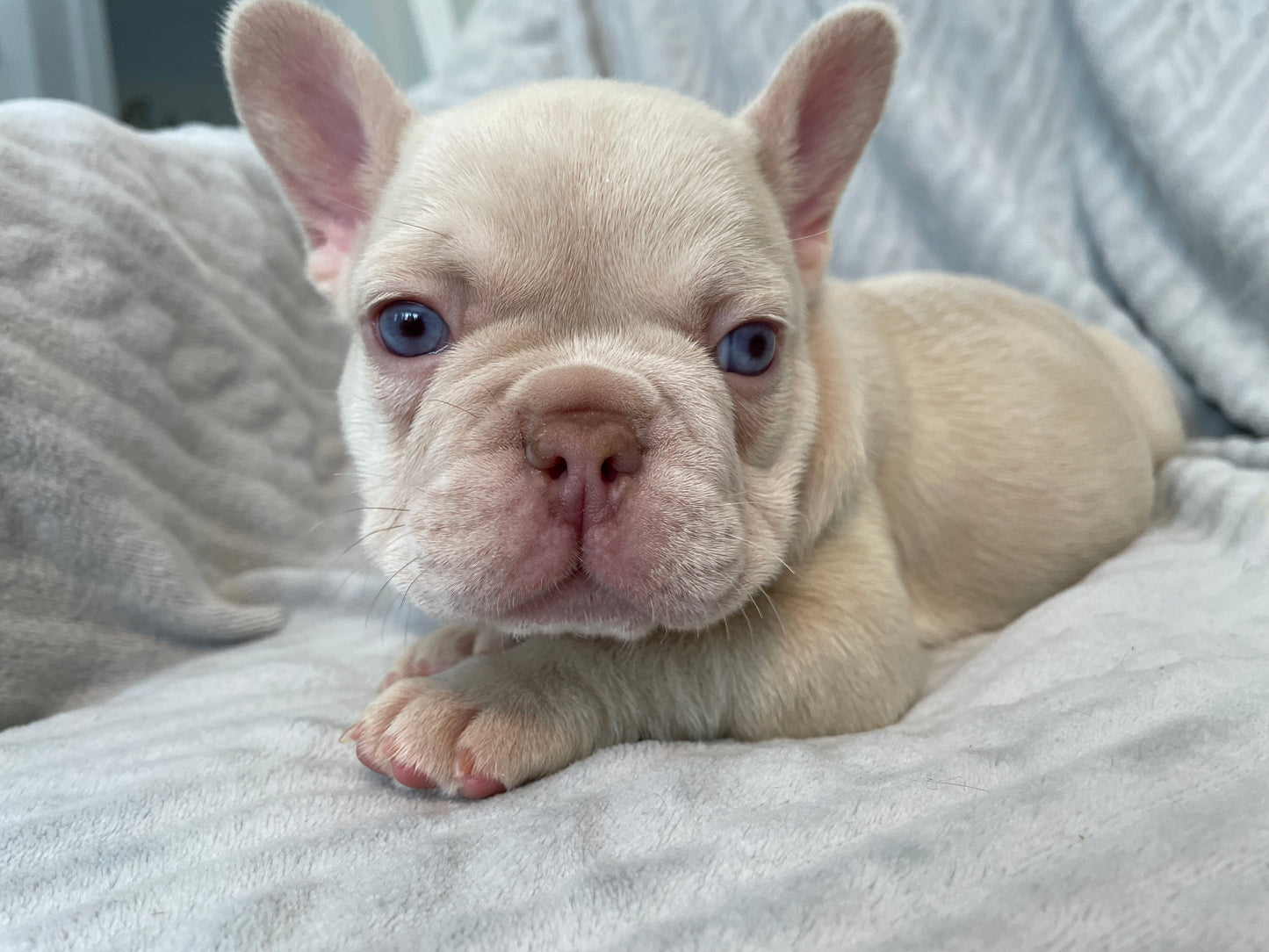 Male New Shade Isabella French Bulldog Available