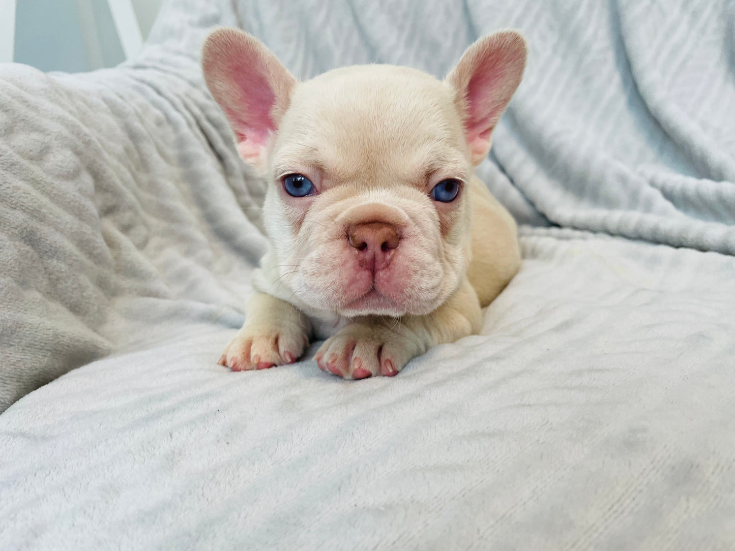 Male New Shade Isabella French Bulldog Available