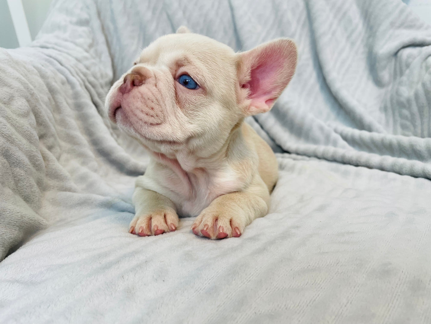 Male New Shade Isabella French Bulldog Available