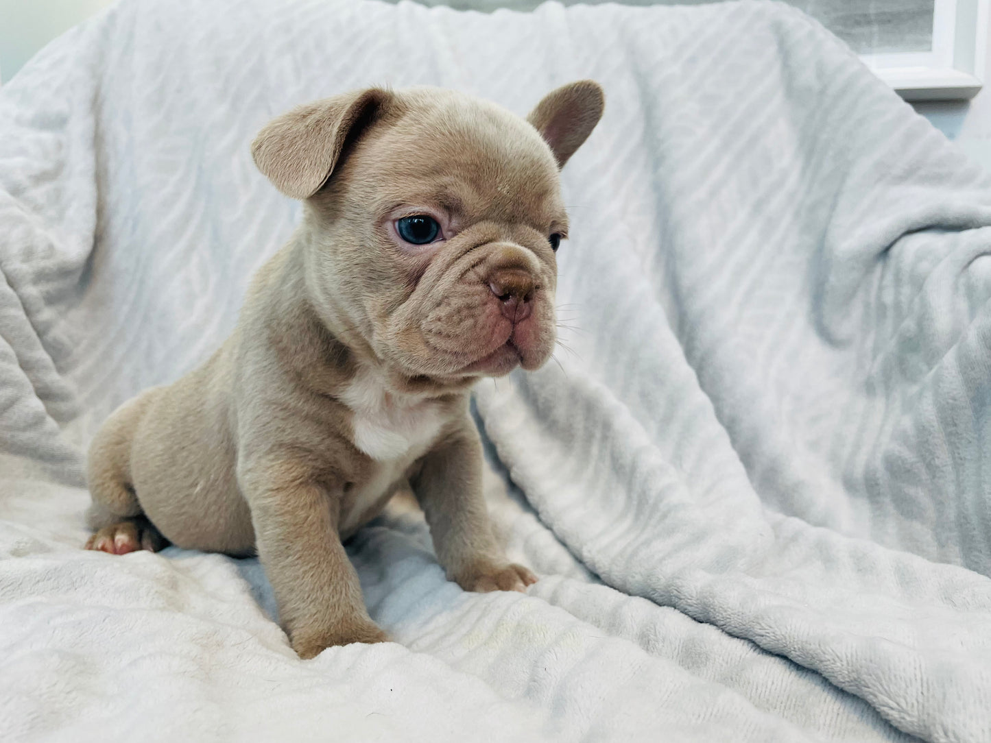 Isabella Male French Bulldog Puppy