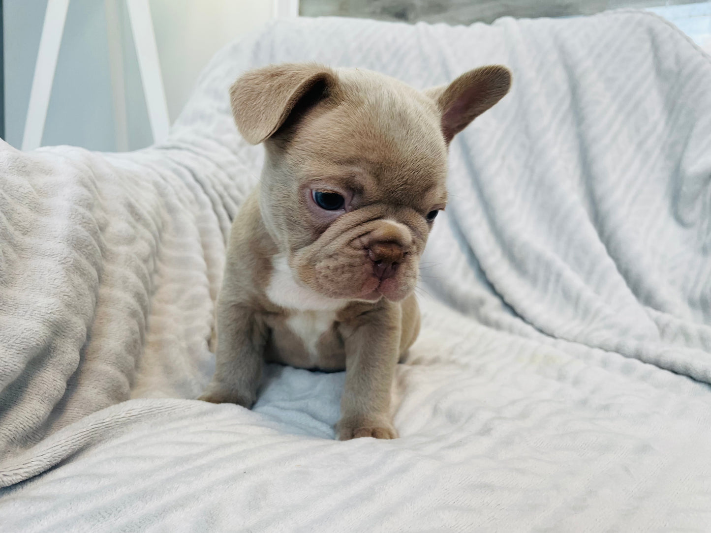 Isabella Male French Bulldog Puppy