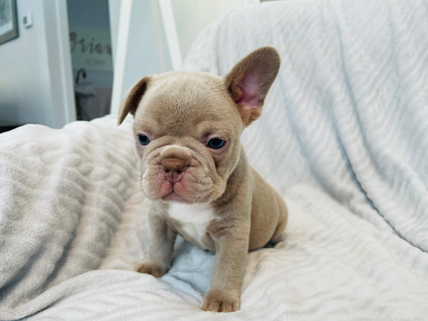 Isabella Male French Bulldog Puppy