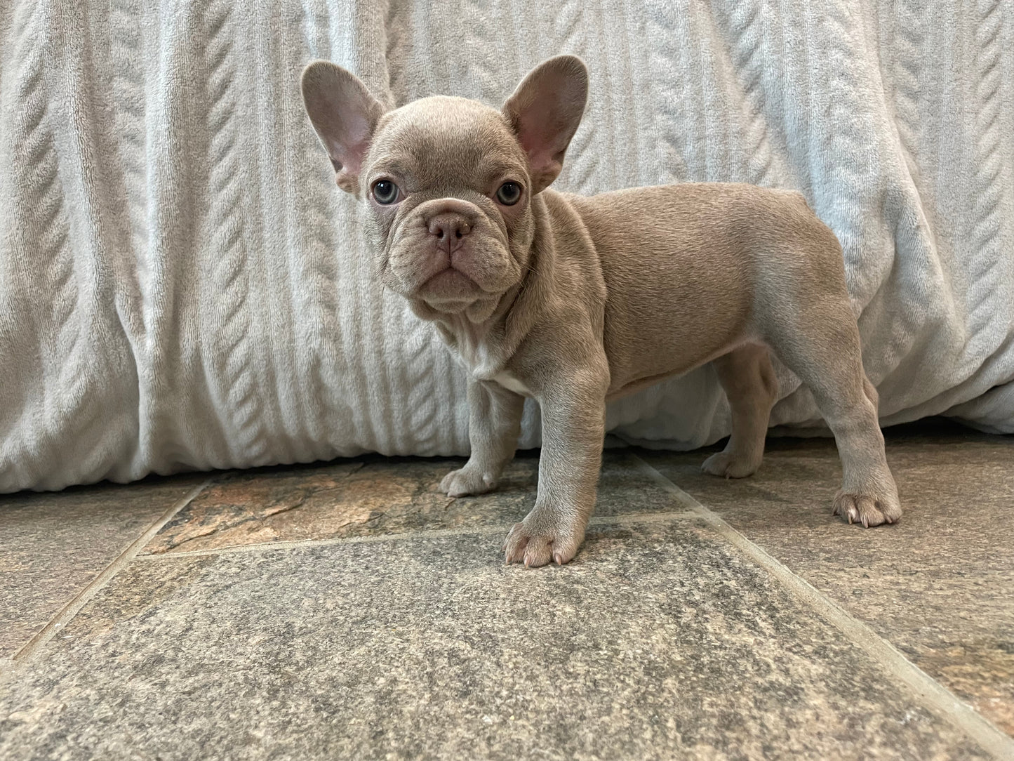 Isabella French Bulldog Female Available