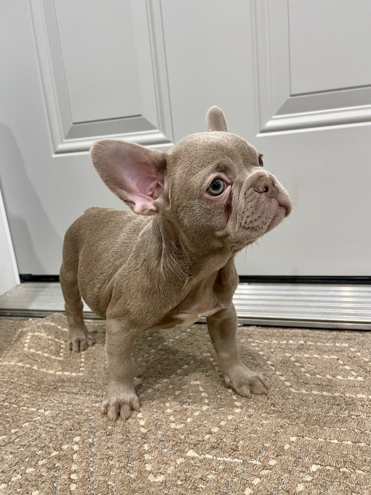 Isabella French Bulldog Female Available