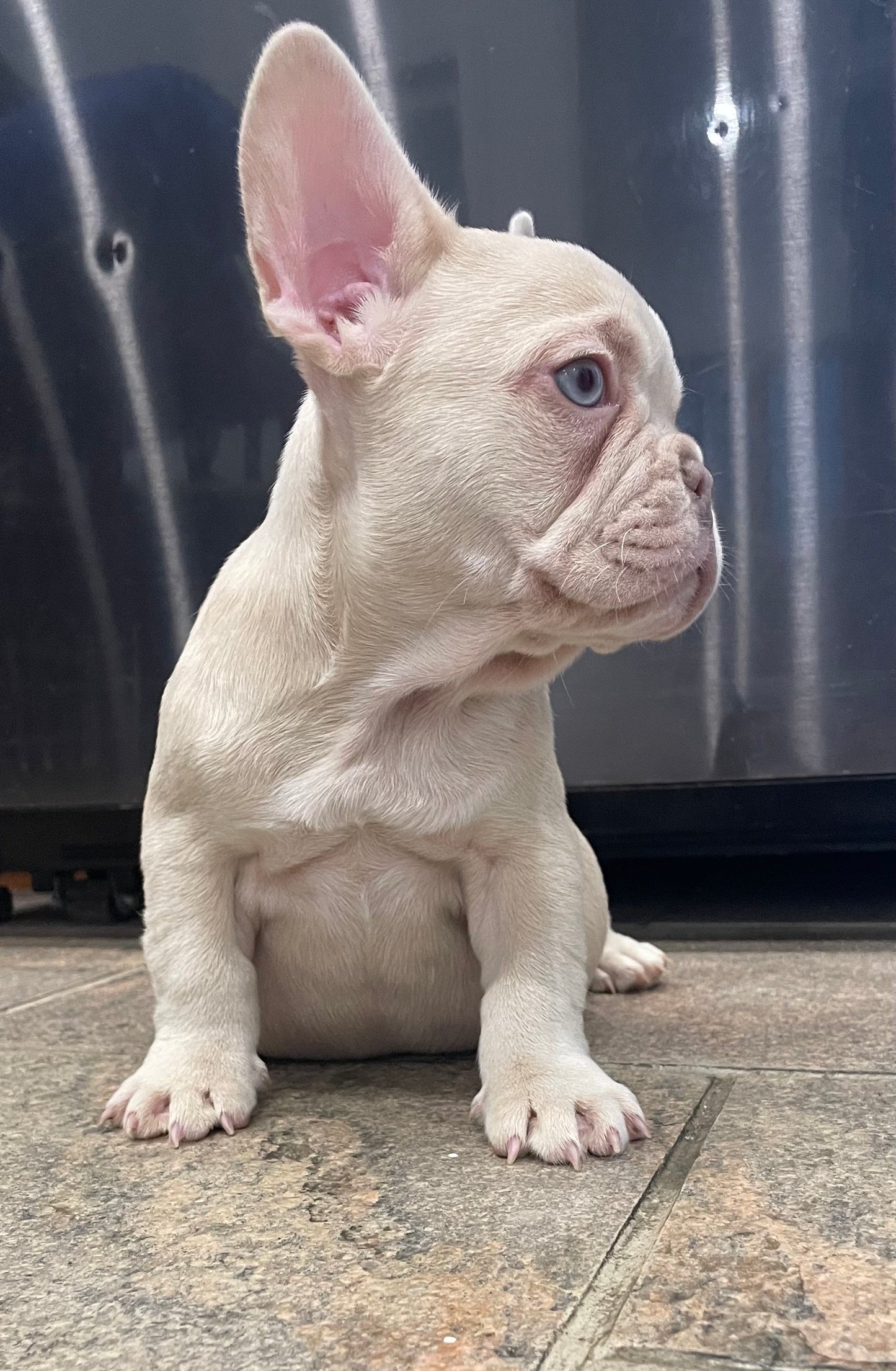 Male New Shade Isabella French Bulldog Available