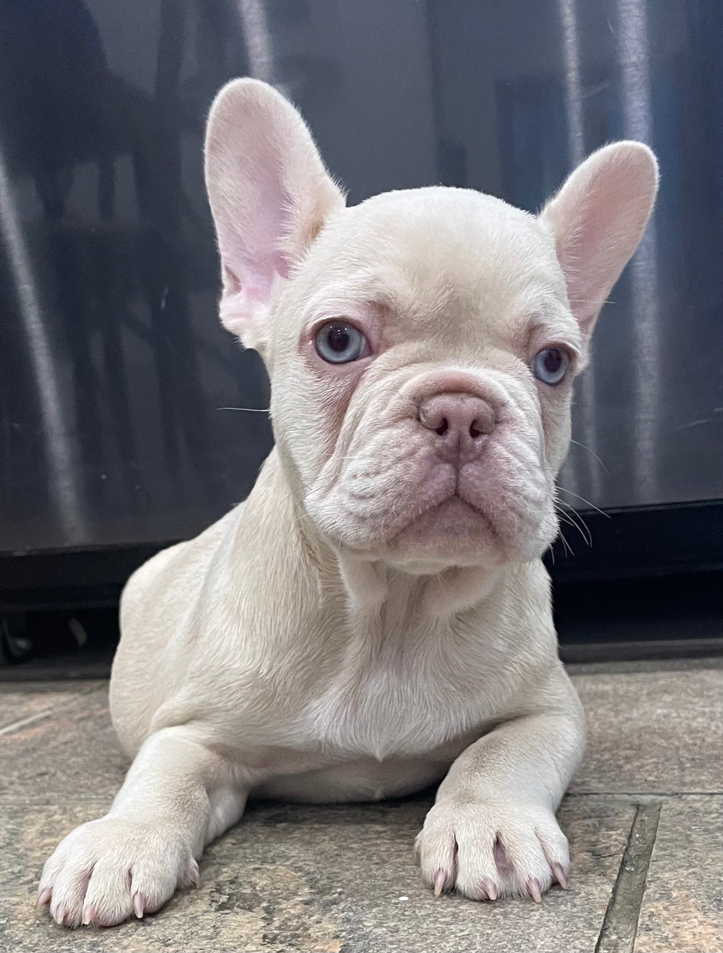 Male New Shade Isabella French Bulldog Available