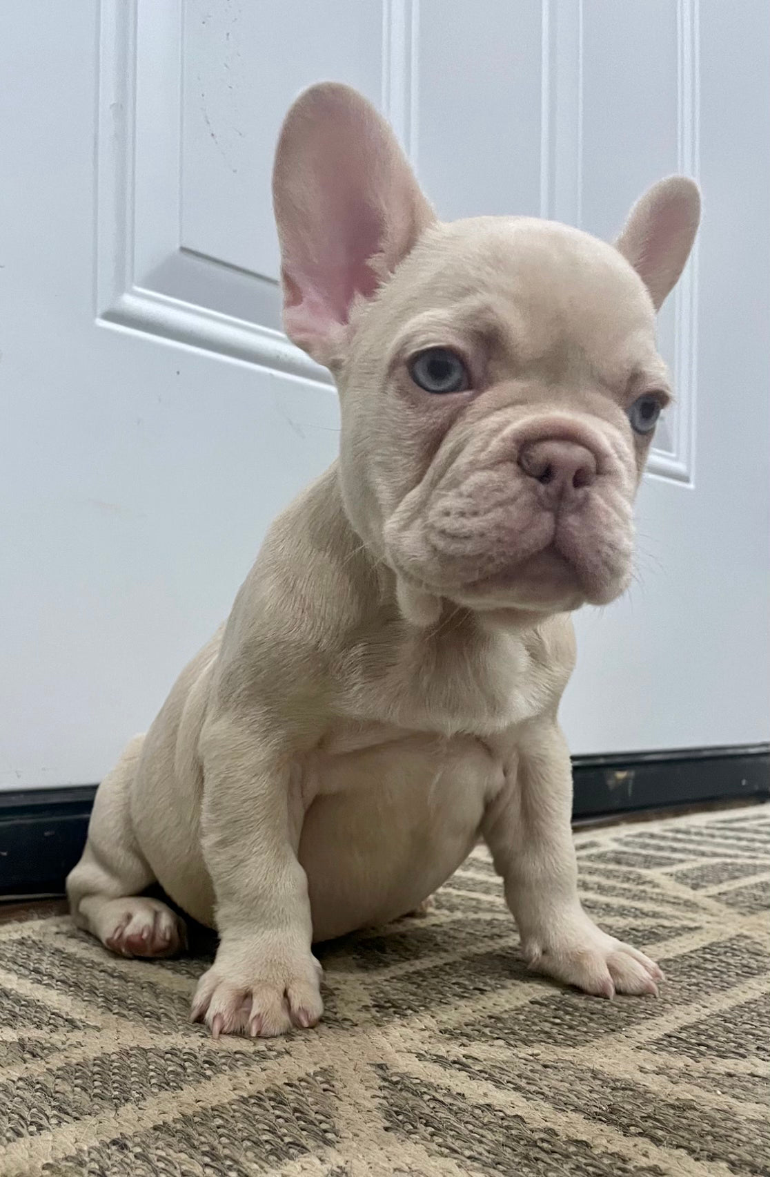 Male New Shade Isabella French Bulldog Available