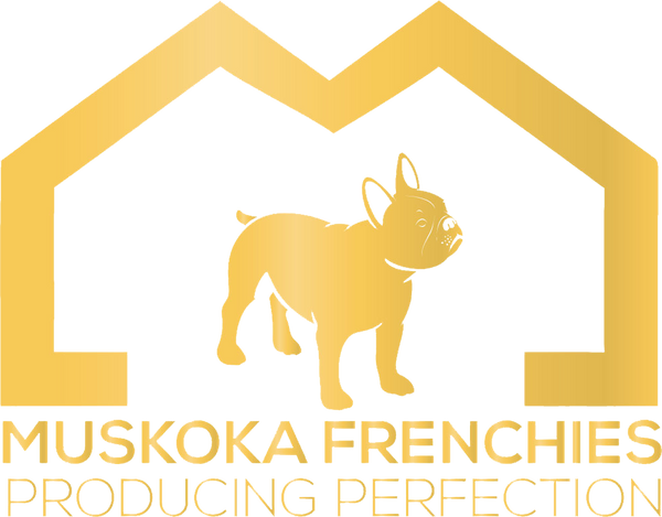 Muskoka Frenchies