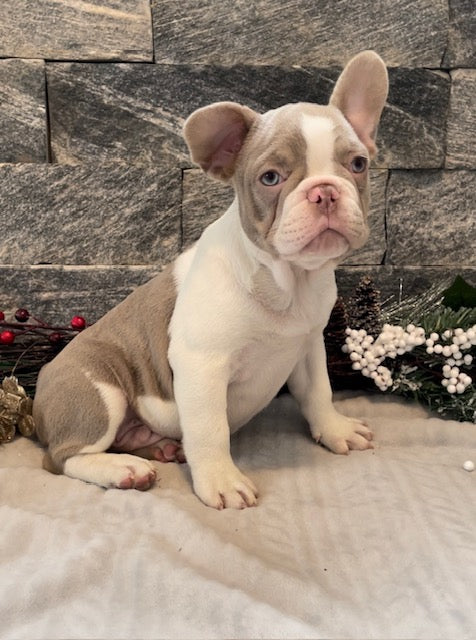 Isabella Pied Male French Bulldog