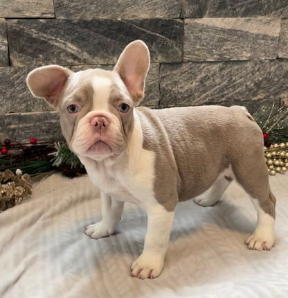 Isabella Pied Male French Bulldog