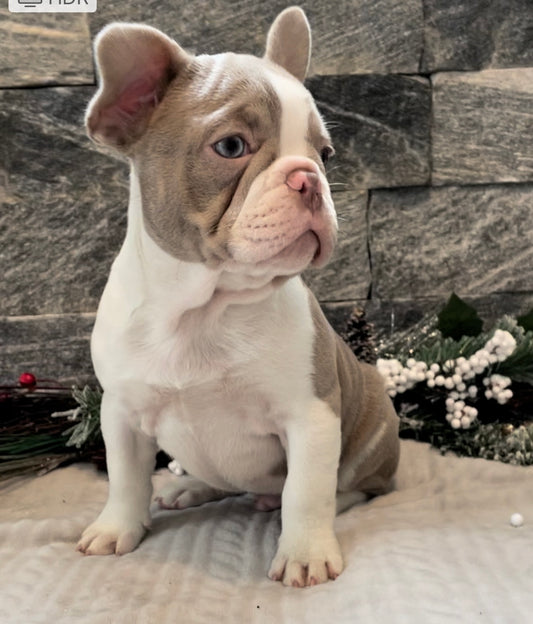 Isabella Pied Male French Bulldog