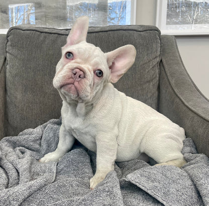 Eclipse - Platinum Female French Bulldog