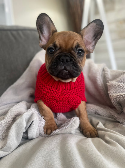 Whisky - Red Male French Bulldog