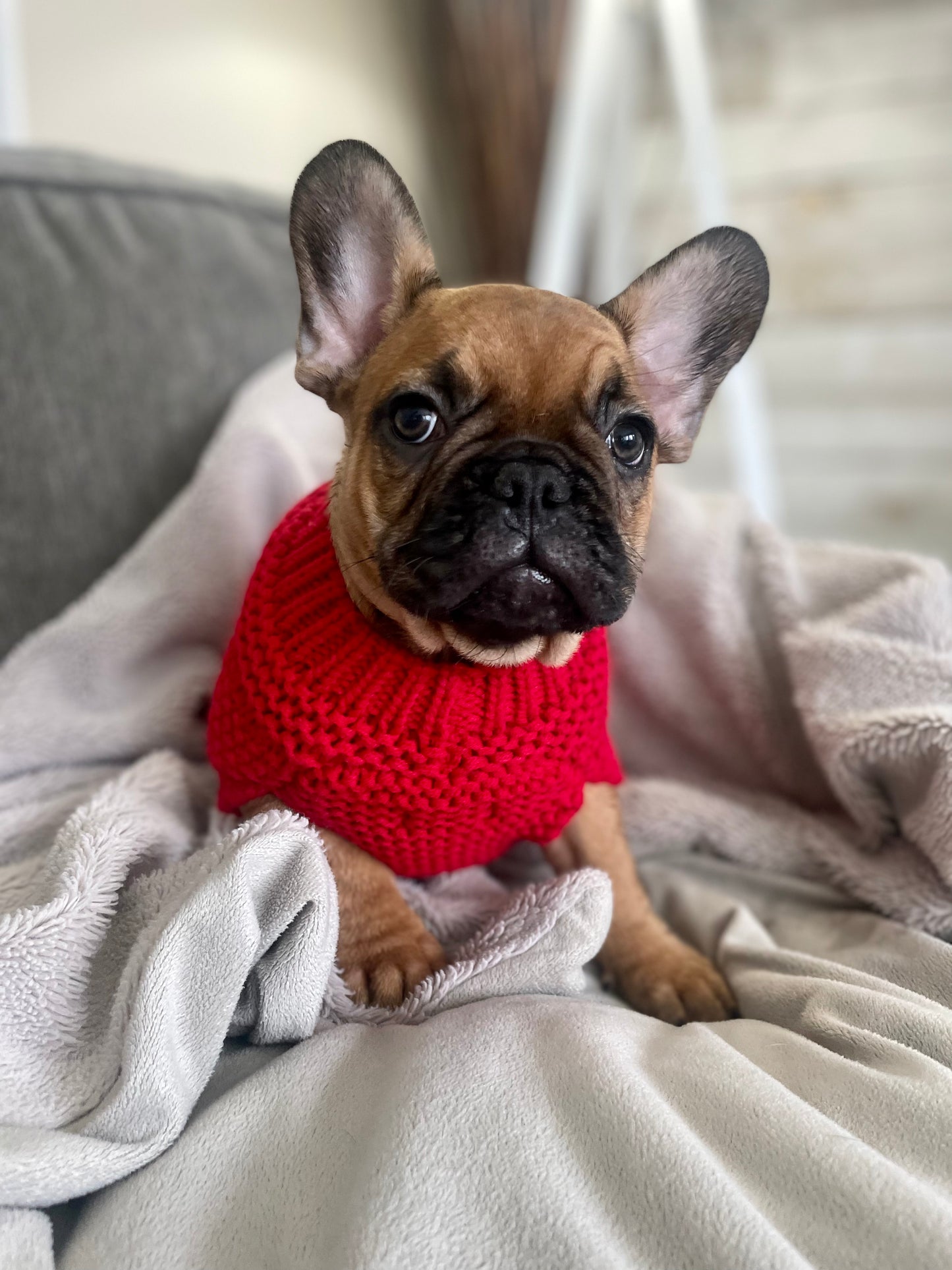 Whisky - Red Male French Bulldog