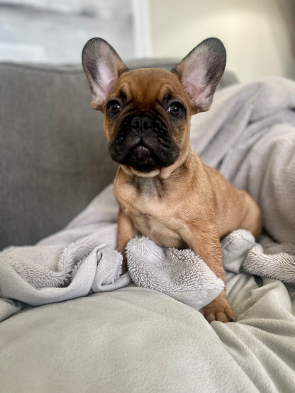 Whisky - Red Male French Bulldog