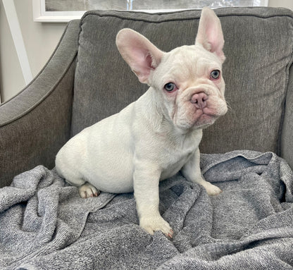 Eclipse - Platinum Female French Bulldog