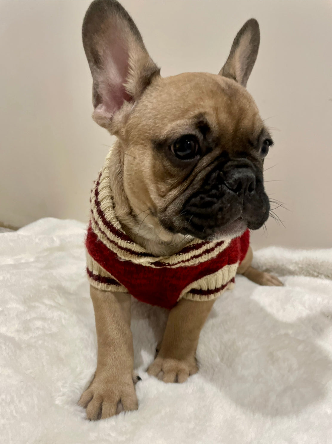 Fawn Male French Bulldog