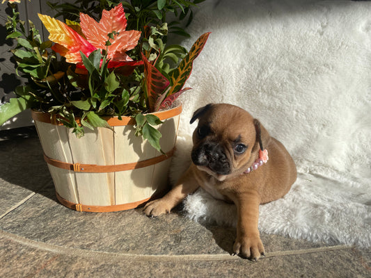 Red Fawn Female French Bulldog