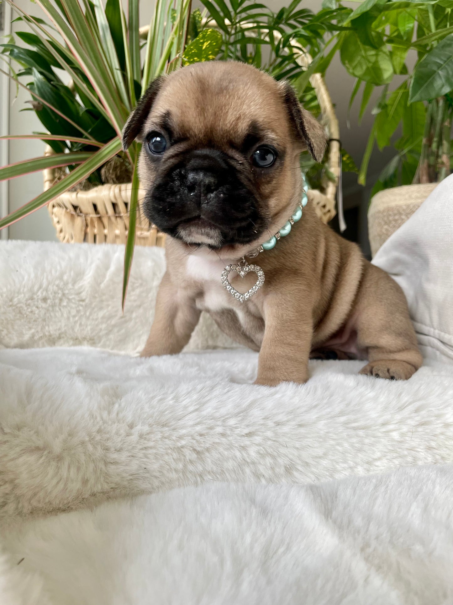 Fawn Male French Bulldog