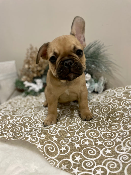 Jack - Fawn Male French Bulldog