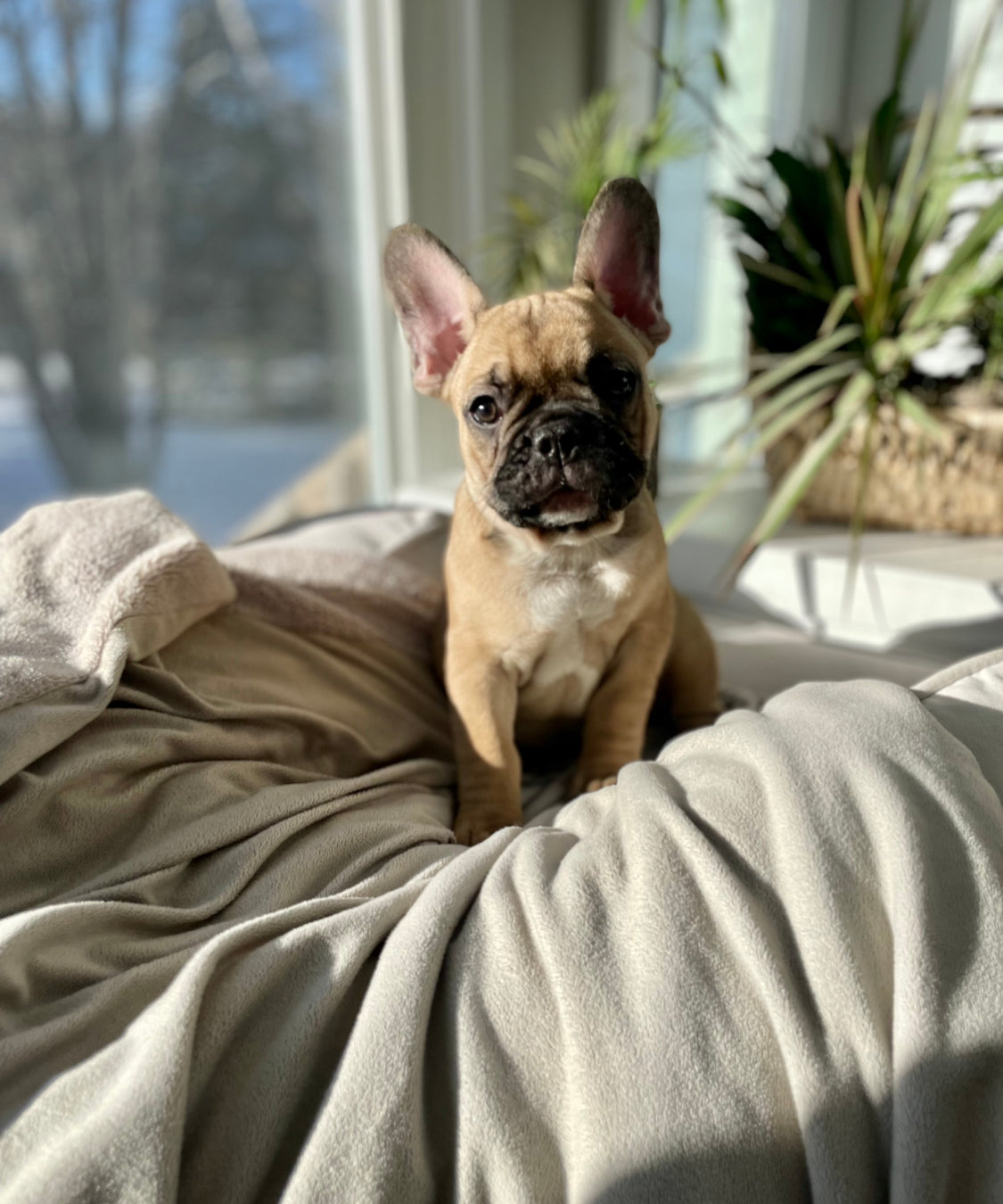 Fawn Male French Bulldog