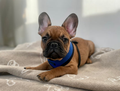 Whisky - Red Male French Bulldog