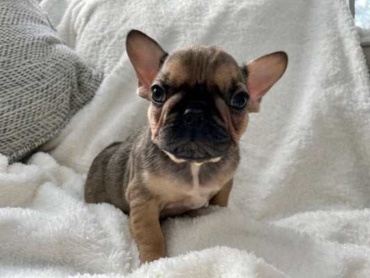 Muskoka Frenchies Mocha